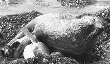 seal_sex Lust in a cold climate