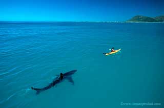 shark and kayak